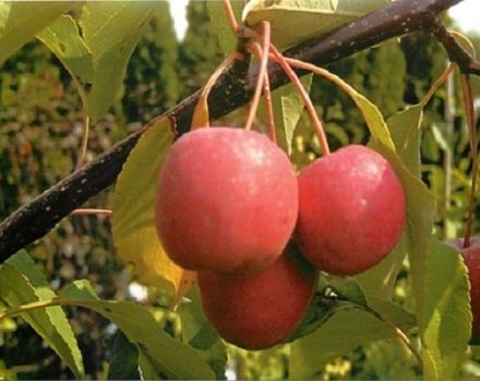 Raudonlapių dekoratyvinių Nedzvetsky obelų veislės aprašymas ir savybės, sodinimas ir priežiūra
