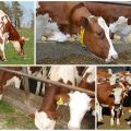 Détermination de la période sèche et du temps nécessaire aux vaches, préparation