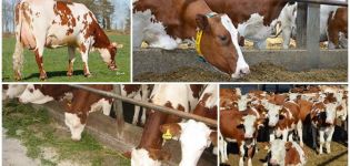 Bestimmung der Trockenzeit und wie lange es für Kühe dauert, Vorbereitung