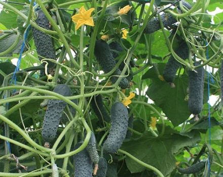 Description of the cucumber variety Bjorn F1, its care and yield