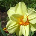Description and characteristics of the Tahiti narcissus variety, care and application