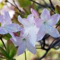 Šlippenbaha rododendra apraksts un īpašības, stādīšana un kultivēšana