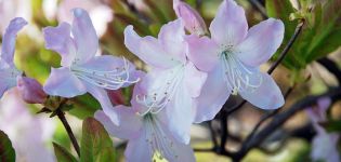 Opis a charakteristika Schlippenbachovho rododendronu, výsadba a kultivácia