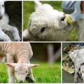 Que faire si un agneau a le ventre gonflé et quelles en sont les raisons, traitement de la tympanie