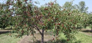 A legjobb öntermékeny és alulméretes cseresznyefajták Oroszország központjában termesztésre, ültetésre és gondozásra