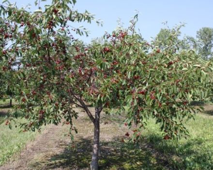 De bästa självfruktbara och undermåliga körsbärsorterna för odling i centrala Ryssland, plantering och vård