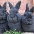 Description et caractéristiques des lapins de race bleue viennoise, règles de soins