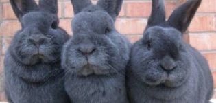 Description et caractéristiques des lapins de race bleue viennoise, règles de soins