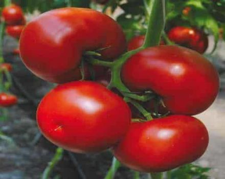 Egenskaper och beskrivning av tomatsorten Marissa