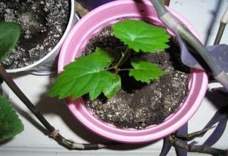 Is het mogelijk om thuis druiven uit zaad te laten groeien en hoe je ervoor moet zorgen?