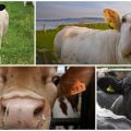 Raisons pour lesquelles une vache peut tousser et traitement à domicile