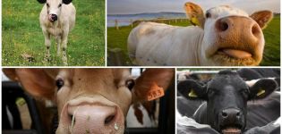 Razones por las que una vaca puede toser y tratamiento en el hogar