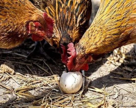Orsaker och vad man ska göra om kycklingar hackar ägg, metoder för att lösa problemet