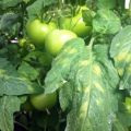 Methods for combating tomato cladosporium disease (brown spot) and resistant varieties