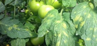 Methoden voor het bestrijden van de ziekte van tomatencladosporium (bruine vlek) en resistente rassen