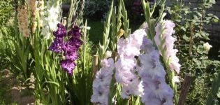 Regole per la cura dei gladioli dopo la fioritura e tempistica degli eventi, conservazione dei bulbi
