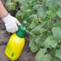 10 geriausių agurkų fungicidų naudojimo instrukcijos