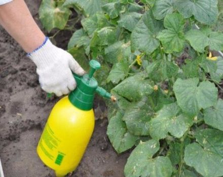 How to use 10 best fungicides for cucumbers