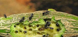 Cómo deshacerse de los insectos escamosos en limón, medios y métodos de lucha.