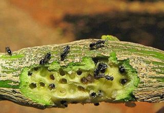 Како се ријешити инсеката од каменца на лимуну, средстава и начина борбе