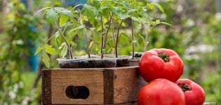 Nach welchen Pflanzen kann und wird es besser sein, Tomaten zu pflanzen