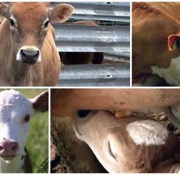 Cosa fare se il vitello non mangia o beve e come nutrire correttamente i piccoli