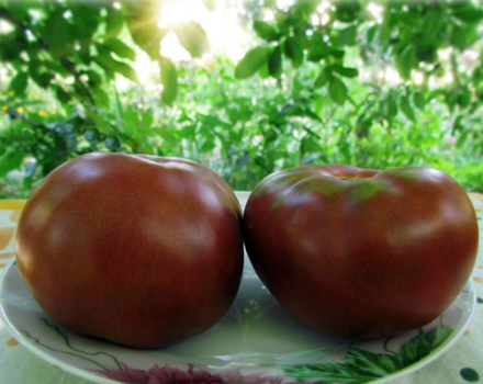 Eigenschaften und Beschreibung der Tomatensorten der Gnome-Tomatenserie, deren Ertrag