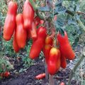 Pomidorų veislės Zabava aprašymas ir jos savybės
