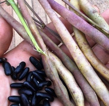 The health benefits and harms of beans for diabetes, which is more useful