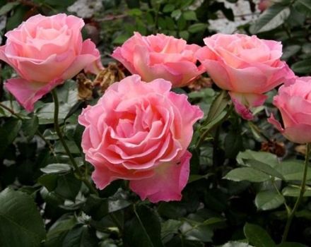 Опис најбољих сорти руже грандифлора, технологија узгоја