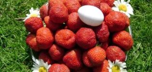 Plantera, odla och ta hand om jordgubbar i det öppna fältet i Sibirien och de bästa sorterna