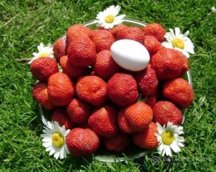 Plantar, cultivar y cuidar fresas en campo abierto en Siberia y las mejores variedades.