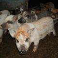Descripción y características de la raza, cría y cría de cerdos karmaly