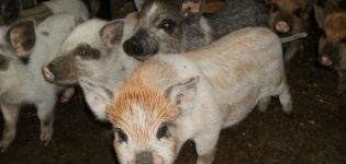 Description and characteristics of the karmaly pig breed, rearing and breeding