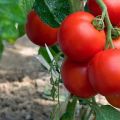 Labākās klasteru tomātu šķirnes siltumnīcām un atklātā zemē