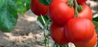Geriausios veislių pomidorų pomidorai šiltnamiams ir atvirai žemei