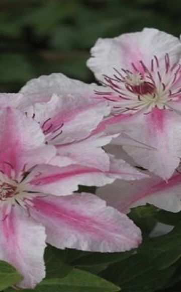 Kuvaus ja hienot kasvavat Clematis-lajikkeet Pink Fantasy