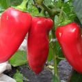 Characteristics and description of the variety of pepper Volovye ear