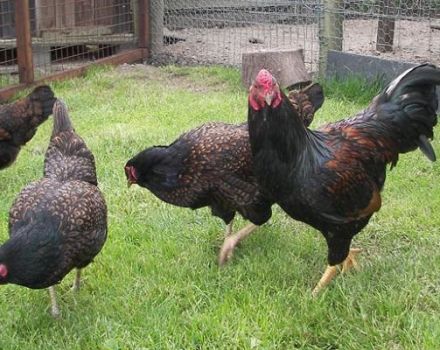 Beskrivelse og karakteristika for korniske kyllinger, regler for pleje og vedligeholdelse