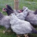 Опис и правила за држање пилића пасмине Аурора