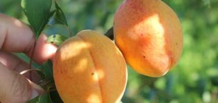 Krymo Amur abrikosų veislės savybės ir medžio privalumų bei trūkumų aprašymas