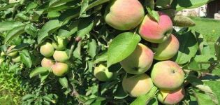 Opis odrody zakrpatených jabloní Snowdrop, výnosových charakteristík a pestovateľských oblastí