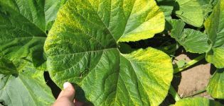 Príčiny, druhy a liečba chlorózy listov uhoriek