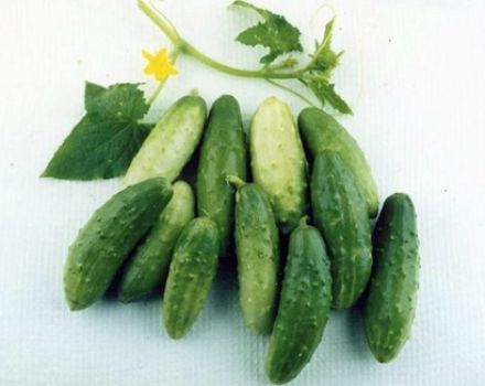 De beste komkommersoorten voor het noordwesten: Altai, Miranda, Cascade, Restina en Altai vroeg