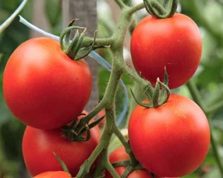Beskrivelse af tomatsorten Ivanhoe og dens egenskaber