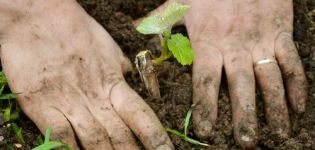 Regeln für das Pflanzen, Wachsen und Pflegen von Trauben im Ural im Sommer für Anfänger