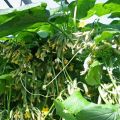 Geriausios agurkų puokštės atvirame žemėje ir šiltnamiuose bei jų auginimas