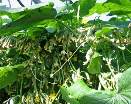 The best varieties of bunch cucumbers for open ground and greenhouses, and their cultivation