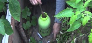 Que faire si quelqu'un mange des plants de concombre dans une serre, comment les protéger