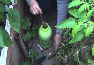 Vad gör man om någon äter gurkaplantor i ett växthus, hur man skyddar